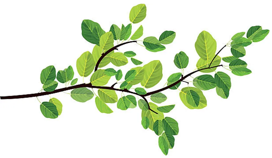 木イラスト上部